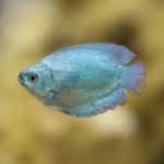 دارف گورامی آبی